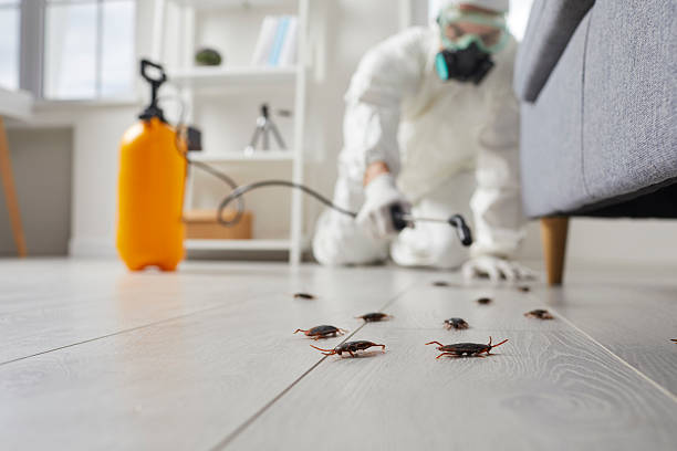 Commercial Rodent Management in East Whittier